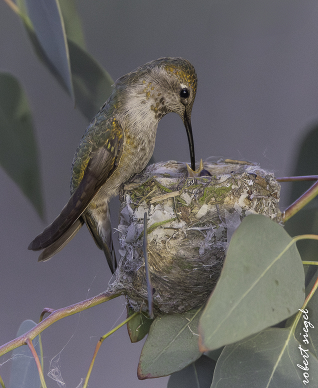 emily renzel wetlands 2026